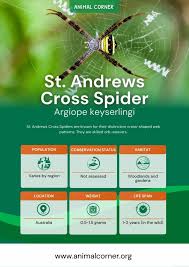Image result for st andrews cross spider