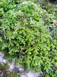 Attēlu rezultāti vaicājumam “Porella platyphylla”