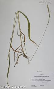 Attēlu rezultāti vaicājumam “Brachypodium sylvaticum leaf”