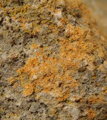 Attēlu rezultāti vaicājumam “Caloplaca saxicola”