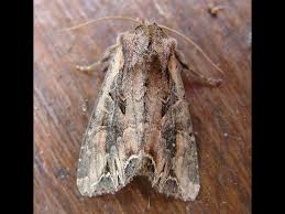 Attēlu rezultāti vaicājumam “Lacanobia suasa”