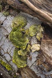 Attēlu rezultāti vaicājumam “Trametes gibbosa”