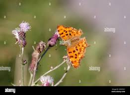Attēlu rezultāti vaicājumam “Polygonia c-album upperside”