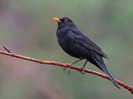 Attēlu rezultāti vaicājumam “Turdus merula juvenile”