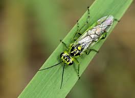Attēlu rezultāti vaicājumam “Rhogogaster viridis”
