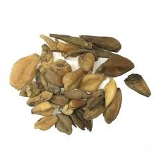 Attēlu rezultāti vaicājumam “Colchicum luteum”