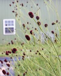 Image result for Sanguisorba officinalis