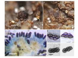 Attēlu rezultāti vaicājumam “Ascobolus furfuraceus”
