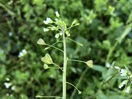 Attēlu rezultāti vaicājumam “Capsella bursa-pastoris flower”