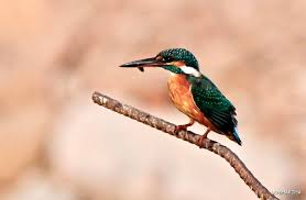 Attēlu rezultāti vaicājumam “Alcedo atthis”