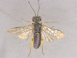 Attēlu rezultāti vaicājumam “Pamphiliidae”