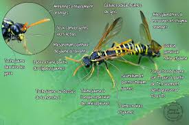 Attēlu rezultāti vaicājumam “Tenthredo scrophulariae”