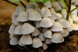 Attēlu rezultāti vaicājumam “Coprinus disseminatus”