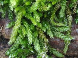 Attēlu rezultāti vaicājumam “Hypnum cupressiforme sporophyte”