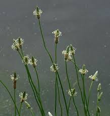 Attēlu rezultāti vaicājumam “Plantago lanceolata flower”