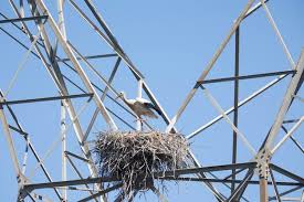 Attēlu rezultāti vaicājumam “Ciconia ciconia nest”