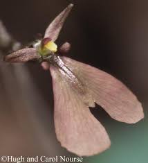 Attēlu rezultāti vaicājumam “Listera cordata fruit”