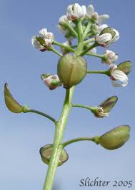 Attēlu rezultāti vaicājumam “Teesdalia nudicaulis”