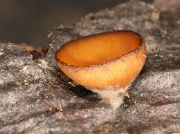 Attēlu rezultāti vaicājumam “Rutstroemia firma”