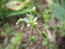 Attēlu rezultāti vaicājumam “Cerastium semidecandrum”