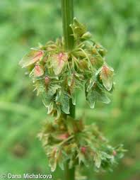 Attēlu rezultāti vaicājumam “Rumex obtusifolius flower”