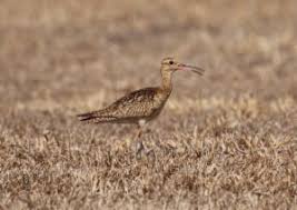 Image result for Numenius minutus