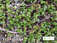 Attēlu rezultāti vaicājumam “Betula nana female flower”