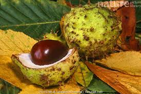 Attēlu rezultāti vaicājumam “Aesculus hippocastanum fruit”