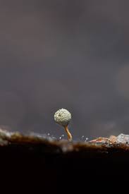 Attēlu rezultāti vaicājumam “Physarum leucopus stalked”