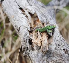 Attēlu rezultāti vaicājumam “Lacerta agilis male”