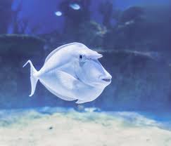 Image result for Naso unicornis