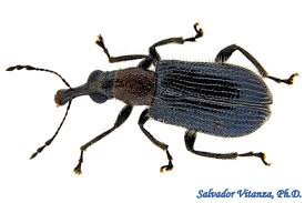 Attēlu rezultāti vaicājumam “Attelabidae”