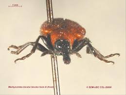 Attēlu rezultāti vaicājumam “Attelabidae”