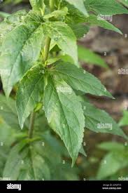 Attēlu rezultāti vaicājumam “Eupatorium cannabinum leaf”