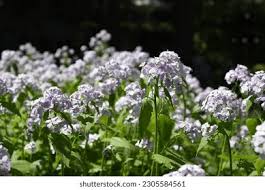 Attēlu rezultāti vaicājumam “Lunaria rediviva”