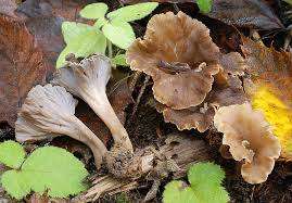 Attēlu rezultāti vaicājumam “Pseudocraterellus sinuosus”