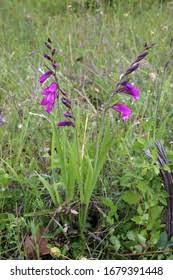 Attēlu rezultāti vaicājumam “Gladiolus imbricatus bud”