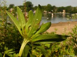 Attēlu rezultāti vaicājumam “Bidens tripartita flower”