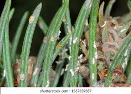 Attēlu rezultāti vaicājumam “Sacchiphantes abietis”