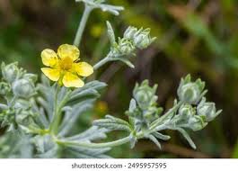 Attēlu rezultāti vaicājumam “Potentilla arenaria flower”