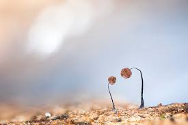 Attēlu rezultāti vaicājumam “Comatricha nigra macro”