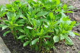 Attēlu rezultāti vaicājumam “Scopolia carniolica”