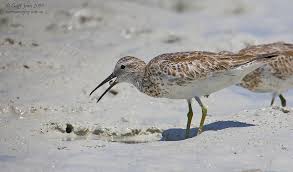 Image result for Calidris tenuirostris