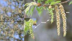 Attēlu rezultāti vaicājumam “Carpinus betulus fruit”
