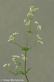 Attēlu rezultāti vaicājumam “Galium rivale flower”
