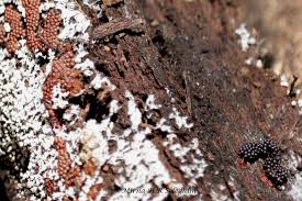 Attēlu rezultāti vaicājumam “Metatrichia vesparia stalked”