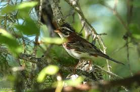 Image result for Emberiza rustica