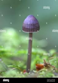 Attēlu rezultāti vaicājumam “Mycena stipata”