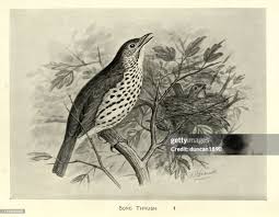 Attēlu rezultāti vaicājumam “Turdus philomelos nest”