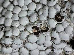 Attēlu rezultāti vaicājumam “Diderma spumarioides”